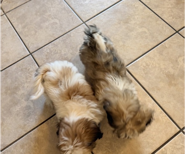 Medium Photo #4 Shih Tzu Puppy For Sale in ALBUQUERQUE, NM, USA
