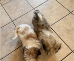 Litter of 2 - Male Shih TzuLitter of Puppies for Sale - Photo #4