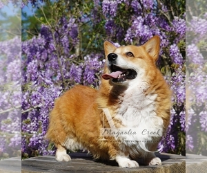 Father of the Pembroke Welsh Corgi puppies born on 02/10/2024