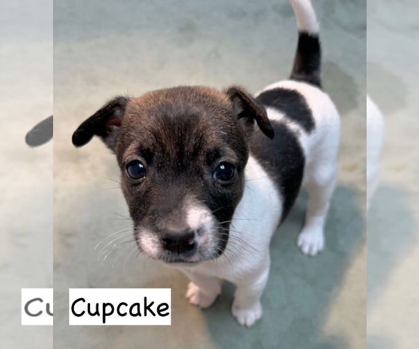 Medium Photo #1 Mutt Puppy For Sale in GILBERTS, IL, USA