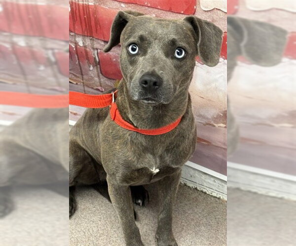 Medium Photo #1 Mutt Puppy For Sale in San Bernardino, CA, USA