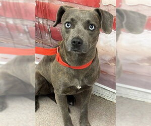 Mutt Dogs for adoption in San Bernardino, CA, USA