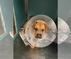 Mutt Dogs for adoption in San Antonio, TX, USA
