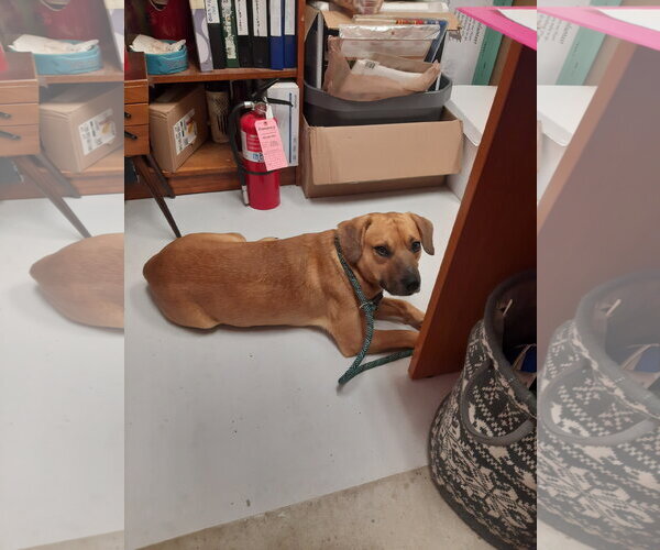 Medium Photo #2 Labbe Puppy For Sale in Mt. Gilead, OH, USA