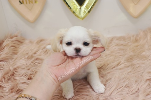 Medium Photo #1 Peke-A-Poo Puppy For Sale in LAS VEGAS, NV, USA