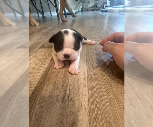 Medium Photo #2 Boston Terrier Puppy For Sale in FREDONIA, KS, USA