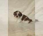 Small Photo #5 Shih Tzu Puppy For Sale in ALLENSVILLE, KY, USA