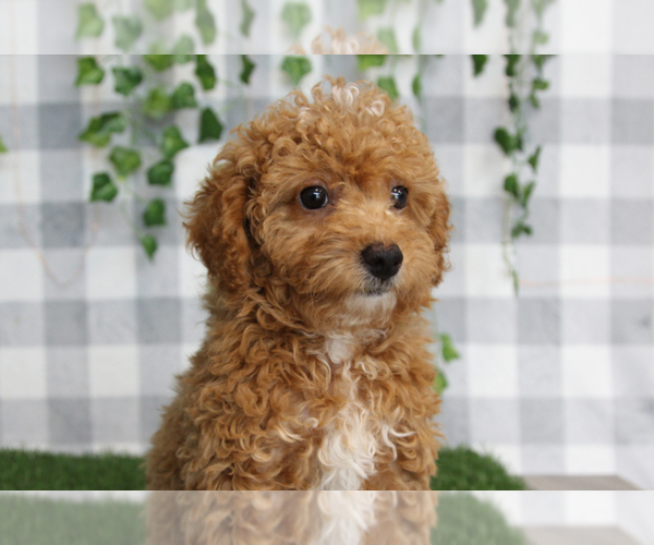 Medium Photo #2 Poodle (Miniature) Puppy For Sale in MARIETTA, GA, USA