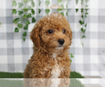 Small #1 Poodle (Miniature)