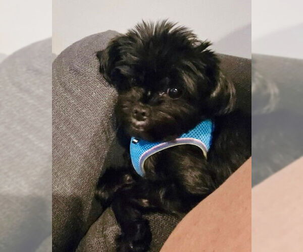 Medium Photo #3 Poodle (Toy)-Unknown Mix Puppy For Sale in Fort Wayne, IN, USA