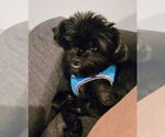 Small #2 Poodle (Toy) Mix