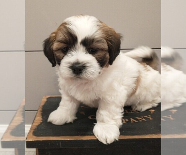 Medium Photo #3 Zuchon Puppy For Sale in NEW YORK MILLS, MN, USA
