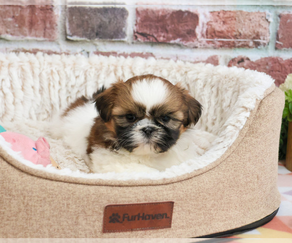 Medium Photo #1 Shih Tzu Puppy For Sale in SYRACUSE, IN, USA