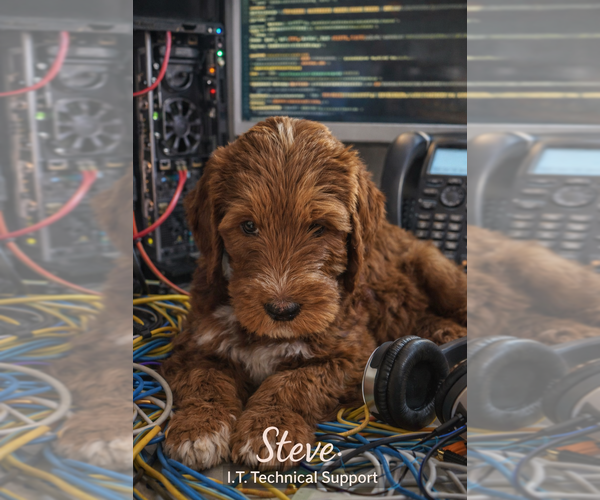 Medium Photo #1 Labradoodle mix (+ Poodle Standard) Puppy For Sale in WASILLA, AK, USA