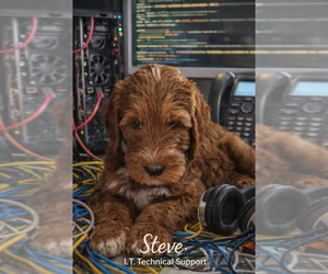 Medium Labradoodle mix (+ Poodle Standard)