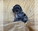Small Photo #4 Cocker Spaniel Puppy For Sale in BRIGHTON, MO, USA