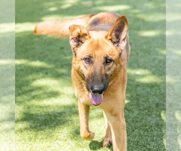 Medium Photo #4 German Shepherd Dog-Unknown Mix Puppy For Sale in Hilton Head, SC, USA
