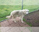 Small #31 Great Pyrenees