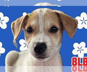 Labrador Retriever-Unknown Mix Dogs for adoption in Jefferson, NJ, USA