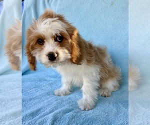 Cavapoo Puppy for Sale in FAIR HAVEN, Michigan USA