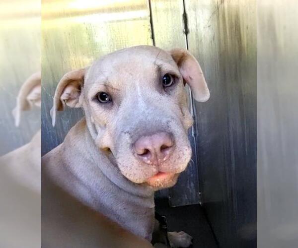 Medium Photo #1 American Staffordshire Terrier-Unknown Mix Puppy For Sale in San Antonio, TX, USA