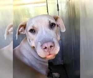 American Staffordshire Terrier-Unknown Mix Dogs for adoption in San Antonio, TX, USA