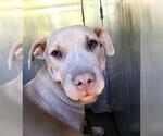 Small American Staffordshire Terrier Mix