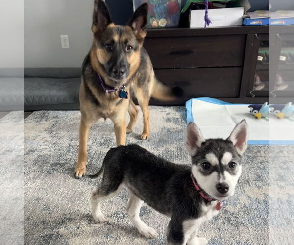 Medium Photo #8 Siberian Husky-Unknown Mix Puppy For Sale in Fargo, ND, USA