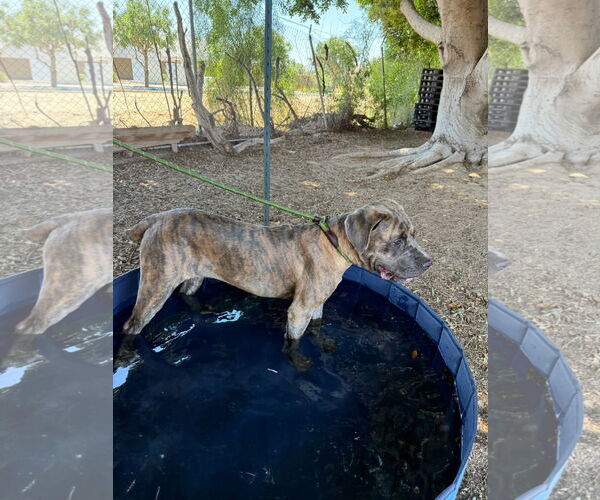 Medium Photo #4 Mutt Puppy For Sale in Goodyear, AZ, USA