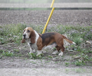 Father of the Basset Hound puppies born on 10/12/2022