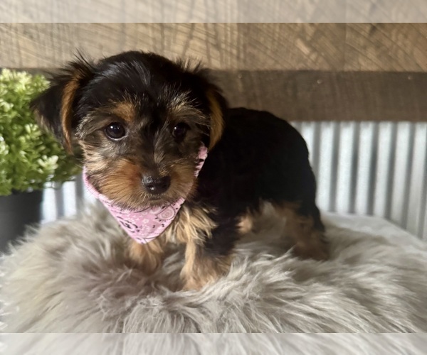 Medium Photo #1 Yorkshire Terrier Puppy For Sale in NAPPANEE, IN, USA