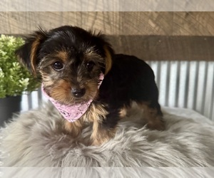 Yorkshire Terrier Puppy for Sale in NAPPANEE, Indiana USA