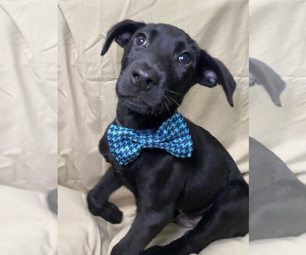 Medium Photo #3 Labrador Retriever-Unknown Mix Puppy For Sale in Hillsboro, MO, USA
