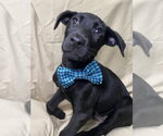 Small #2 Labrador Retriever Mix