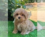 Small #7 Maltipoo