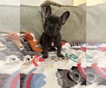 Puppy Breeze French Bulldog