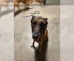 Small #2 Mutt
