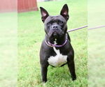 Small #2 Boxer Mix