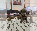 Puppy Aspen Labrador Retriever