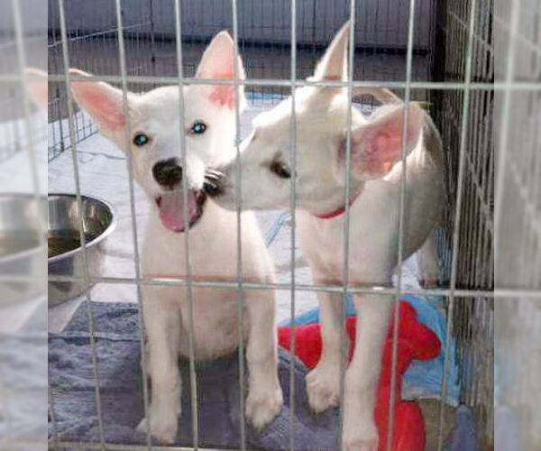Medium Photo #2 - Mix Puppy For Sale in Phoenix, AZ, USA