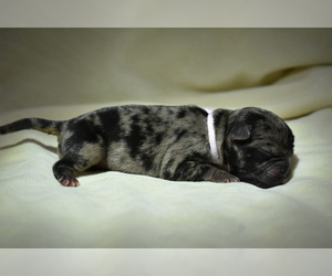 Pug Puppy for sale in PALM COAST, FL, USA