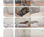 Small #5 Bullboxer Pit