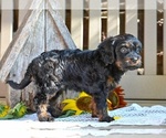 Small #4 Cavapoo