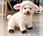 Snowee - Male Mutt Dog for Adoption - Small photo