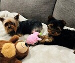 Small Photo #9 Yorkshire Terrier Puppy For Sale in PLANO, TX, USA