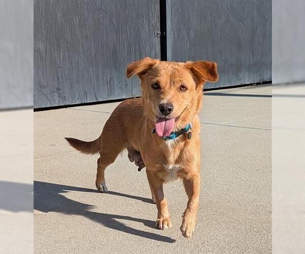 Medium Photo #1 Mutt Puppy For Sale in San Martin, CA, USA