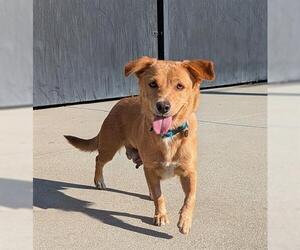 Mutt Dogs for adoption in San Martin, CA, USA