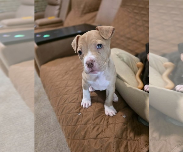 Medium Photo #1 Mutt Puppy For Sale in Derwood, MD, USA