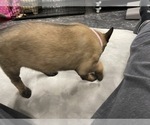 Small Photo #138 Belgian Malinois Puppy For Sale in REESEVILLE, WI, USA