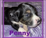 Small Photo #3 Bernedoodle Puppy For Sale in LEES SUMMIT, MO, USA
